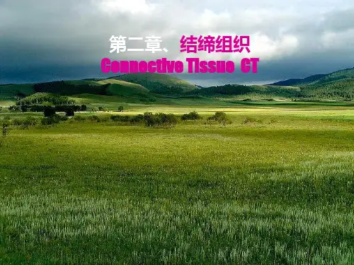 3结缔组织