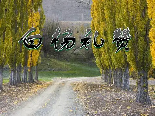 部编版八年级上册语文《14  白杨礼赞 (3)》ppt课件
