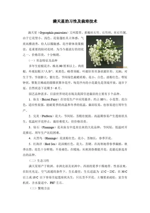 满天星的栽培技术