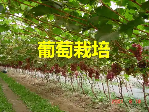 葡萄栽培PPT课件