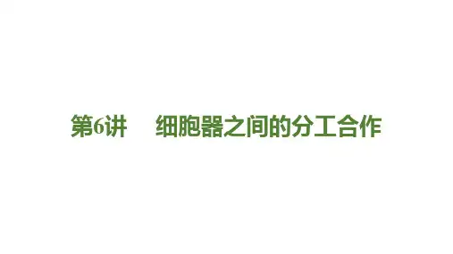 高三生物一轮复习课件第6讲 细胞器之间的分工合作