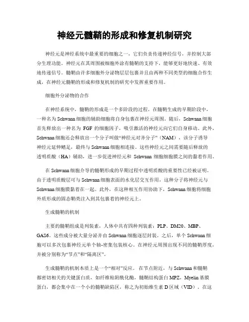神经元髓鞘的形成和修复机制研究