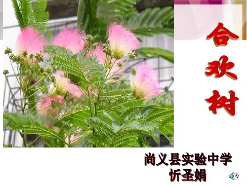 合欢树课件