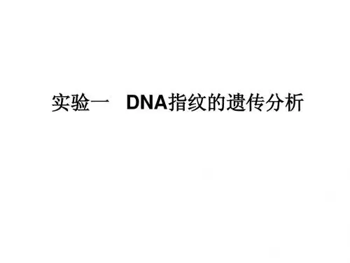 实验一   DNA指纹的遗传分析