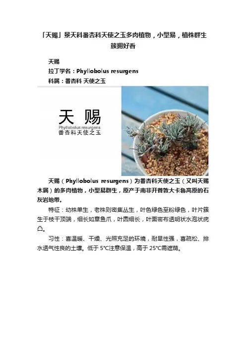 「天赐」景天科番杏科天使之玉多肉植物，小型易，植株群生簇拥好看