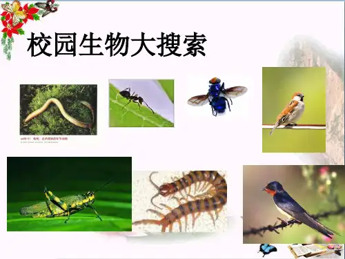 (精选)六年级科学上册4.1校园生物大搜索 PPT精品课件2教科版