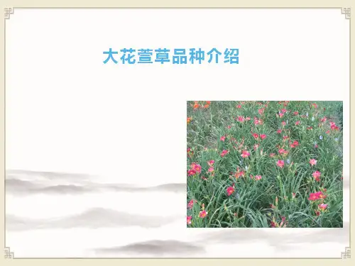 花卉生产技术：大花萱草品种介绍