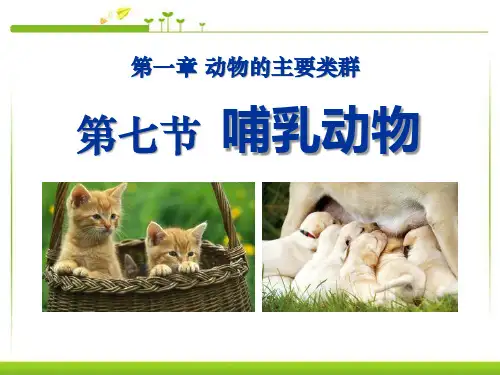 人教版八年级生物上册《1.7哺乳动物》PPT课件