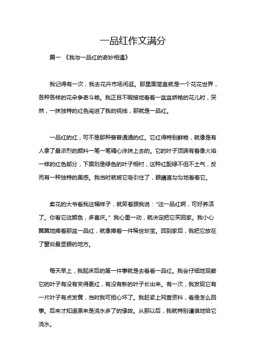 一品红作文满分