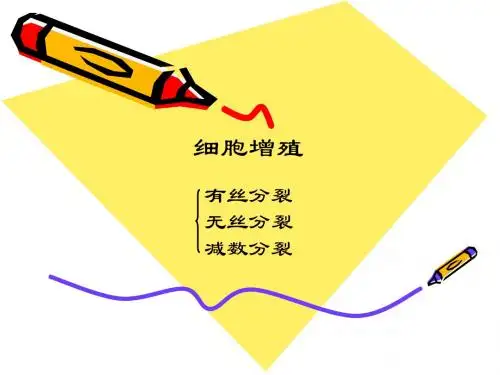 有丝分裂