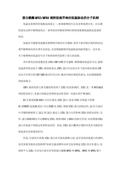 蛋白激酶MPK3MPK6调控拟南芥响应低温胁迫的分子机制
