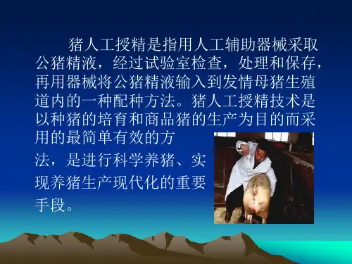 猪人工授精技术操作规程课件