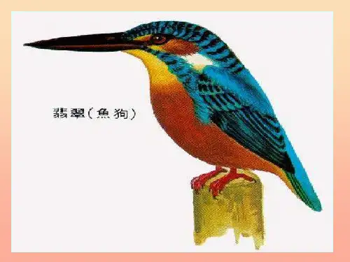三年级语文下册 第2单元 5《翠鸟》11 语文S版