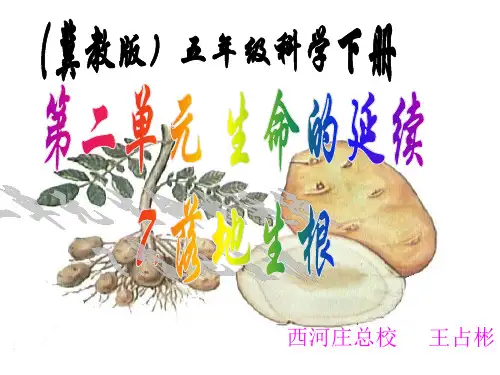 (冀教版)五年级科学下册《落地生根》课件