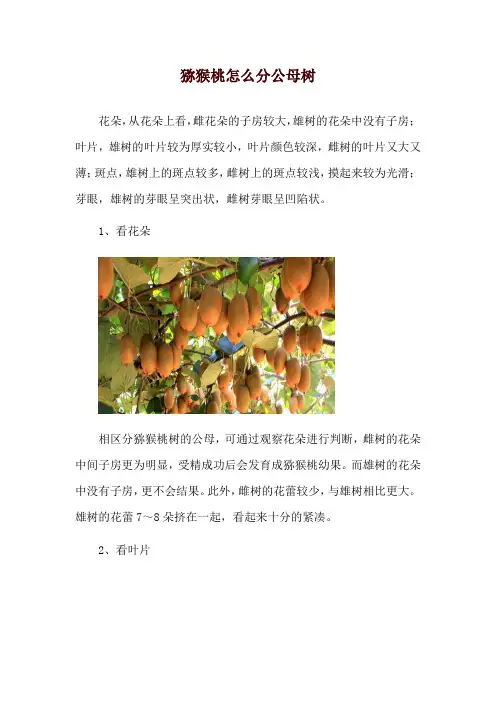 猕猴桃怎么分公母树