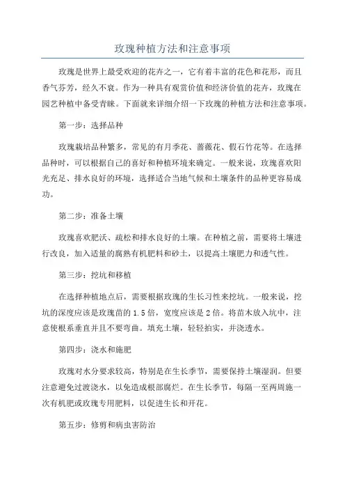 玫瑰种植方法和注意事项