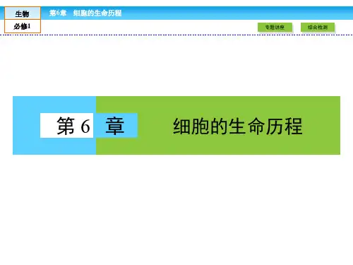人教版高中生物必修一课件 第六章 细胞的生命历程-全章章末高效整合精讲ppt课件