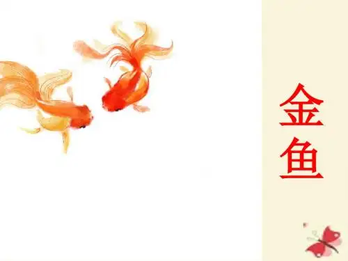 教科版科学三上2.6《金鱼》ppt课件5