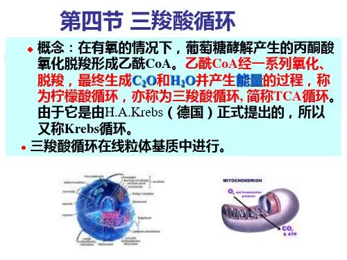 三羧酸循环
