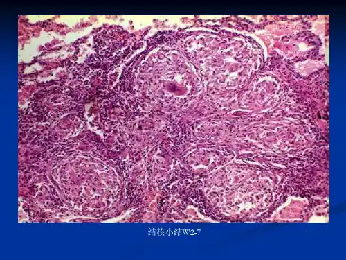 病理切片图片大全2