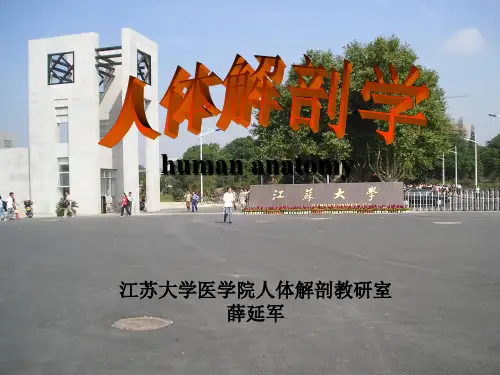 动脉(解剖) PPT