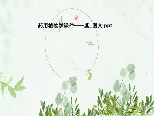 药用植物学课件——茎_图文