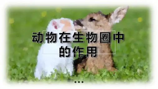 人教版八年级上册5.3动物在生物圈中的作用课件 (共16张PPT)