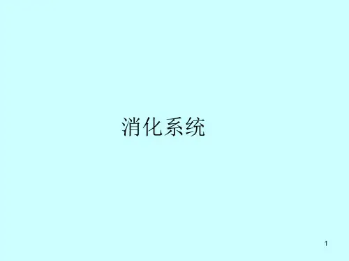 组织胚胎学-消化系统PPT