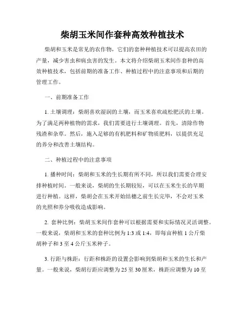 柴胡玉米间作套种高效种植技术
