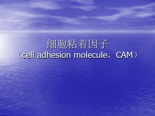 粘附分子课件