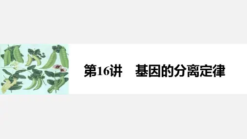 高考生物 一轮复习 遗传的基本规律 第16讲 基因的分离定律 新人教版