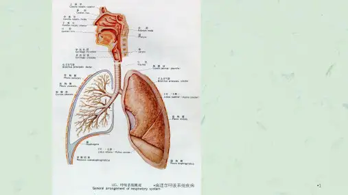 病理学呼吸系统疾病课件
