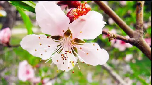 部编人教版四年级语文下册《三月桃花水》精美课件(共19张PPT)
