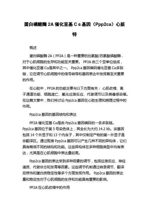 蛋白磷酸酶2A催化亚基Cα基因(Ppp2ca)心脏特