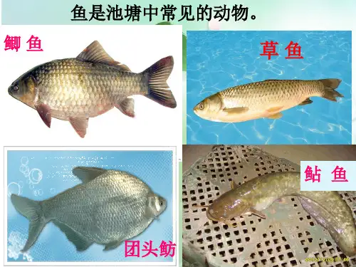 鄂教版小学五年级科学上册《8.鱼》