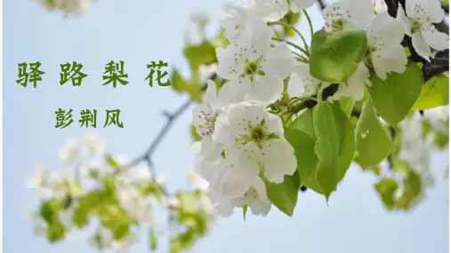第15课《驿路梨花》课件(共31张PPT)2022—2023学年部编版语文七年级下册