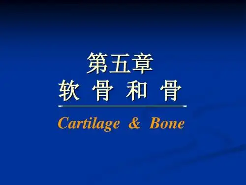 软骨和骨