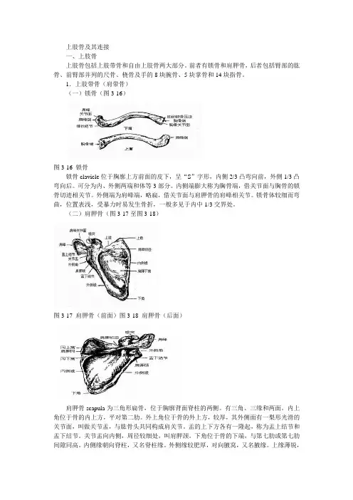 四肢骨及其连接