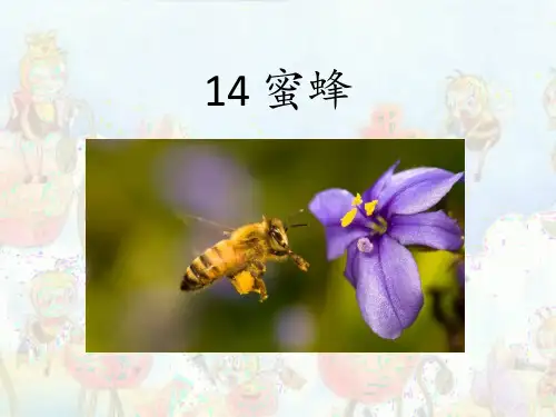 部编版三年级语文下册14蜜蜂课件(共18张PPT)