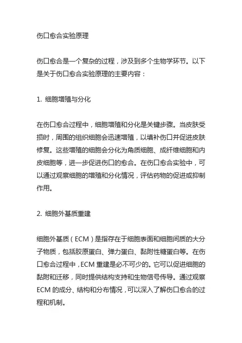伤口愈合实验原理