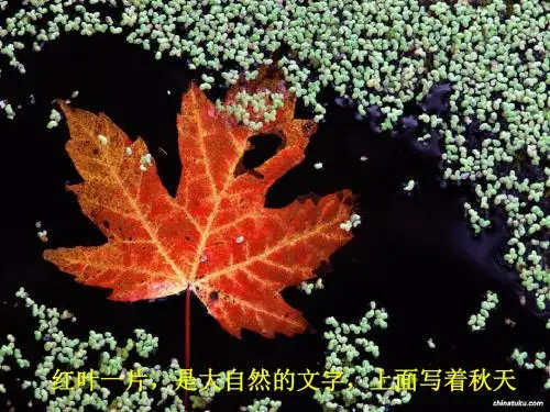 24大自然的文字课件