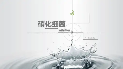 硝化细菌