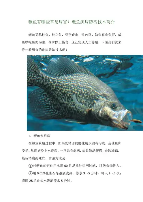 鳜鱼有哪些常见病害？鳜鱼疾病防治技术简介