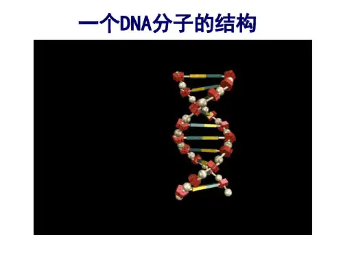 (完整版)DNA分子的结构详解