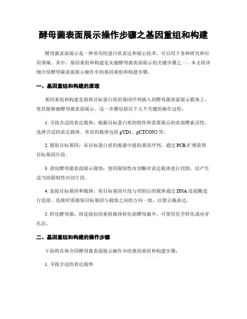 酵母菌表面展示操作步骤之基因重组和构建