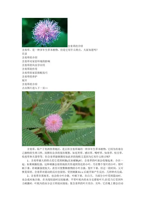 含羞草