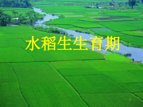 水稻生生育期ppt课件
