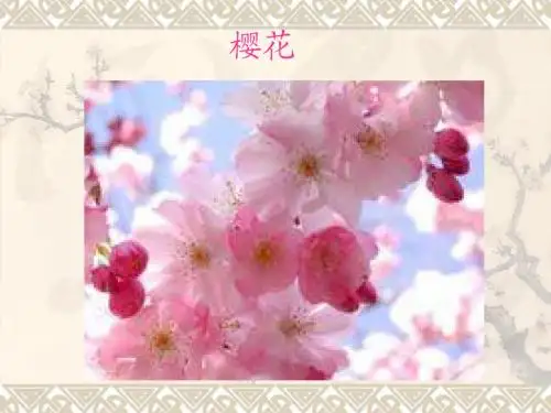 樱花幻灯片