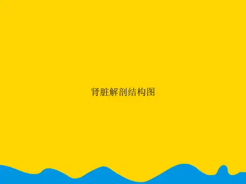 肾脏解剖结构图.精选PPT