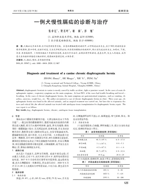 一例犬慢性膈疝的诊断与治疗